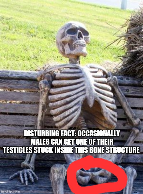 I found this disturbing, although thankfully it's rare | DISTURBING FACT: OCCASIONALLY MALES CAN GET ONE OF THEIR TESTICLES STUCK INSIDE THIS BONE STRUCTURE | image tagged in memes,waiting skeleton | made w/ Imgflip meme maker
