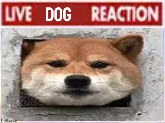 Why is it always in the morning that there’s these above and below posts | image tagged in live dog reaction | made w/ Imgflip meme maker