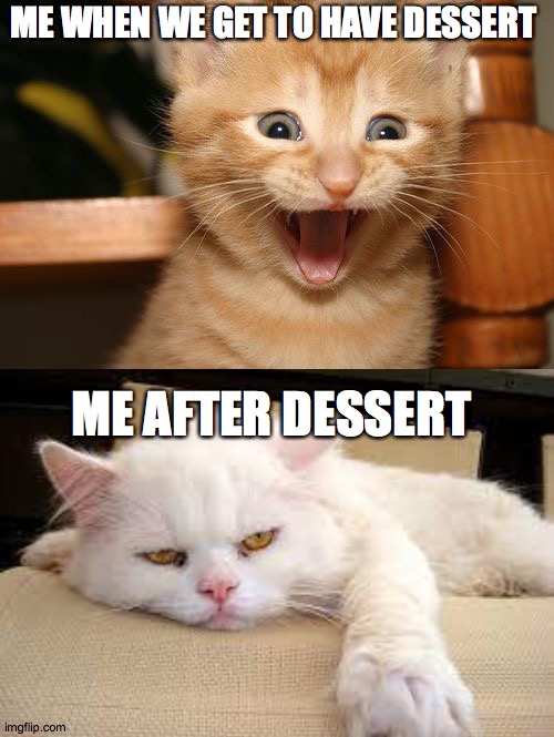 Me and dessert | ME WHEN WE GET TO HAVE DESSERT; ME AFTER DESSERT | image tagged in cat,dessert,excited to grumpy | made w/ Imgflip meme maker