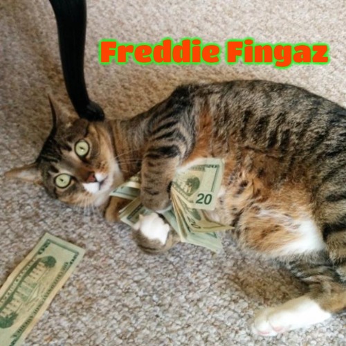 money cat | Freddie Fingaz | image tagged in money cat,freddie fingaz | made w/ Imgflip meme maker