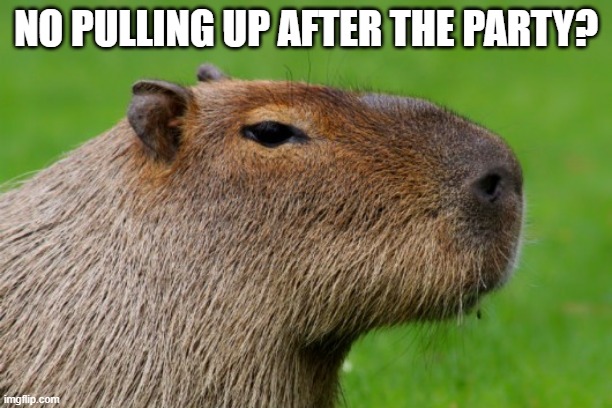 Anonymous Capybara | NO PULLING UP AFTER THE PARTY? | image tagged in anonymous capybara | made w/ Imgflip meme maker