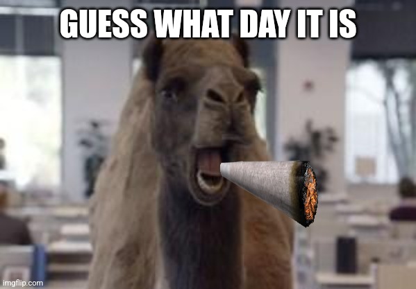 Humpday 420 |  GUESS WHAT DAY IT IS | image tagged in hump day camel | made w/ Imgflip meme maker