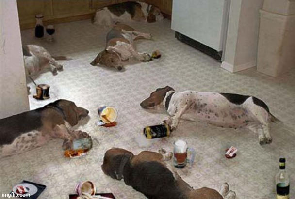 Drunk dogs after party | image tagged in drunk dogs after party | made w/ Imgflip meme maker