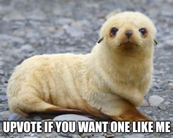 Cute | UPVOTE IF YOU WANT ONE LIKE ME | image tagged in baby fur seal | made w/ Imgflip meme maker