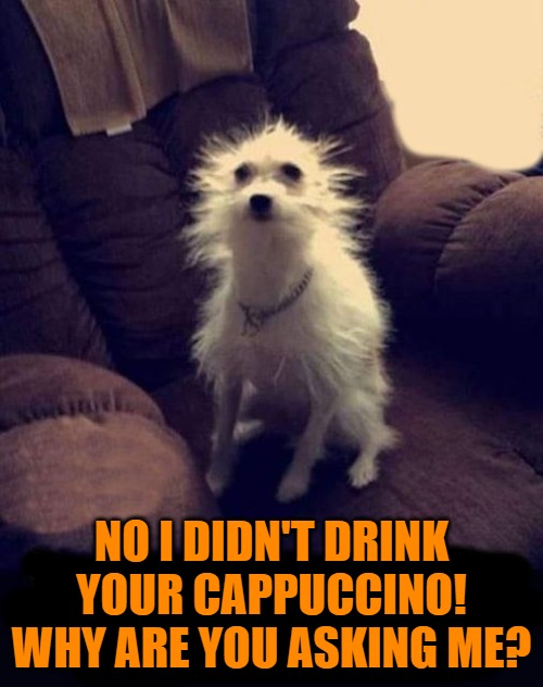 wheres my cappuccino | NO I DIDN'T DRINK YOUR CAPPUCCINO!
WHY ARE YOU ASKING ME? | image tagged in cappuccino,buff doge vs cheems,kewlew | made w/ Imgflip meme maker