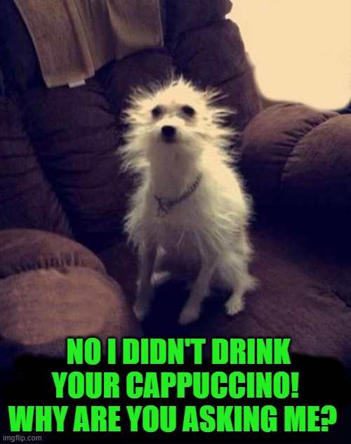 CAPPUCCINO. | NO I DIDN'T DRINK YOUR CAPPUCCINO! WHY ARE YOU ASKING ME? | image tagged in bad pun dog,cappuccino,kewlew | made w/ Imgflip meme maker