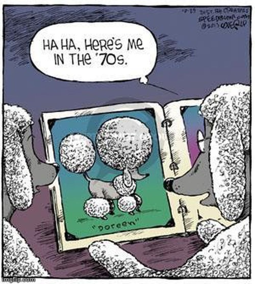 Disco poodle moment, lol | image tagged in comics/cartoons,comics,comic,70s,disco poodle moment,poodles | made w/ Imgflip meme maker