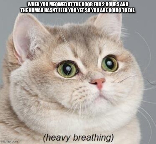 Heavy Breathing Cat | WHEN YOU MEOWED AT THE DOOR FOR 2 HOURS AND THE HUMAN HASNT FEED YOU YET SO YOU ARE GOING TO DIE. | image tagged in memes,heavy breathing cat | made w/ Imgflip meme maker