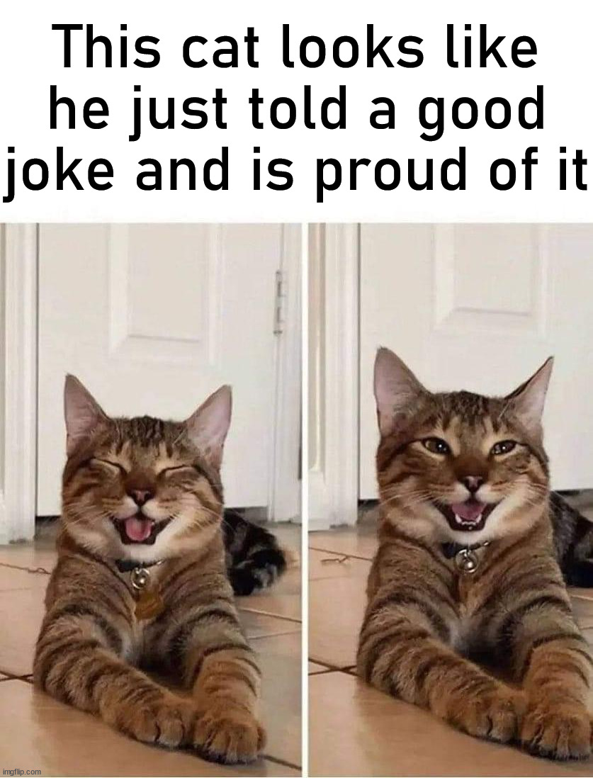 This cat looks like he just told a good joke and is proud of it | image tagged in cats | made w/ Imgflip meme maker