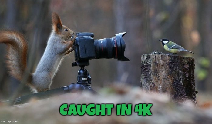 Squirrel Caught In 4k | CAUGHT IN 4K | image tagged in squirrel caught in 4k,funny,memes | made w/ Imgflip meme maker