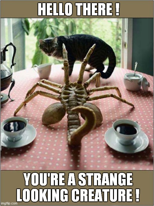 I Fear This Could End Badly For One Of Them ! | HELLO THERE ! YOU'RE A STRANGE LOOKING CREATURE ! | image tagged in cats,alien,facehugger | made w/ Imgflip meme maker