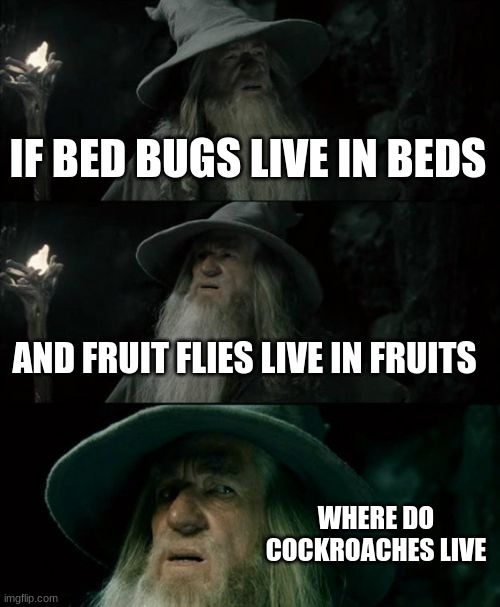 Confused Gandalf Meme | IF BED BUGS LIVE IN BEDS; AND FRUIT FLIES LIVE IN FRUITS; WHERE DO COCKROACHES LIVE | image tagged in memes,confused gandalf | made w/ Imgflip meme maker