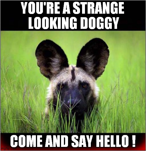 The Last Picture He Took ! | YOU'RE A STRANGE
 LOOKING DOGGY; COME AND SAY HELLO ! | image tagged in photography,hyena,identity,last picture,dark humour | made w/ Imgflip meme maker