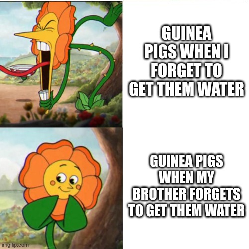 Guinea pigs | GUINEA PIGS WHEN I FORGET TO GET THEM WATER; GUINEA PIGS WHEN MY BROTHER FORGETS TO GET THEM WATER | image tagged in cuphead flower | made w/ Imgflip meme maker