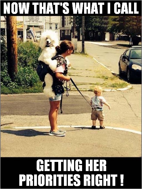 Is This Going For Walkies ? | NOW THAT'S WHAT I CALL; GETTING HER PRIORITIES RIGHT ! | image tagged in dogs,now thats what i call,walkies,priorities | made w/ Imgflip meme maker