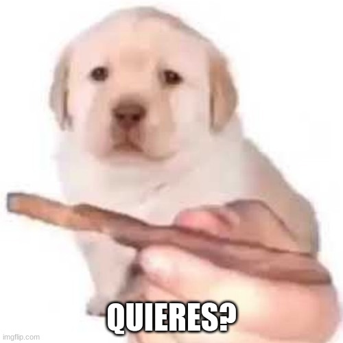 quieres? | QUIERES? | image tagged in quieres | made w/ Imgflip meme maker