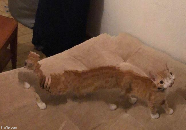 Kedrei face reveal | image tagged in kedrei face reveal | made w/ Imgflip meme maker