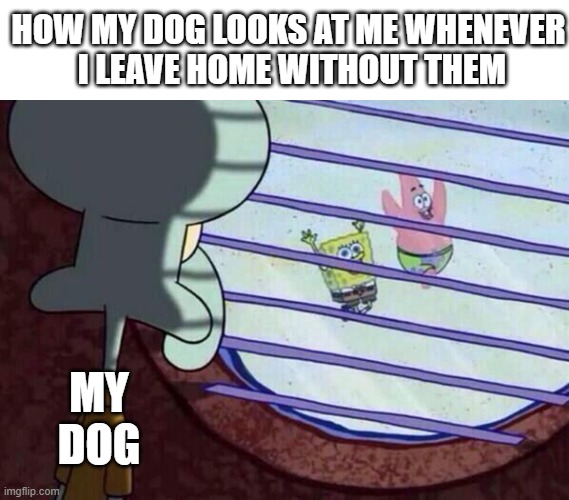 Squidward window | HOW MY DOG LOOKS AT ME WHENEVER
 I LEAVE HOME WITHOUT THEM; MY DOG | image tagged in squidward window,dog memes,funny memes,funny dog memes | made w/ Imgflip meme maker