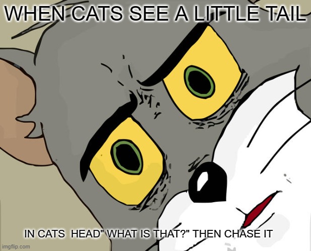 Unsettled Tom Meme | WHEN CATS SEE A LITTLE TAIL; IN CATS  HEAD" WHAT IS THAT?" THEN CHASE IT | image tagged in memes,unsettled tom | made w/ Imgflip meme maker