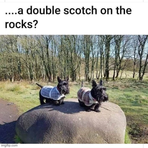 Scotch | . | image tagged in bad pun | made w/ Imgflip meme maker