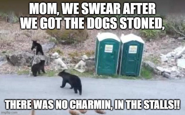 Bear Necessity | MOM, WE SWEAR AFTER WE GOT THE DOGS STONED, THERE WAS NO CHARMIN, IN THE STALLS!! | image tagged in bears | made w/ Imgflip meme maker