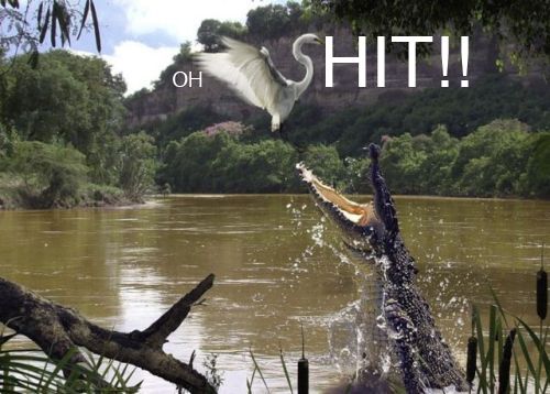 image tagged in funny,animals