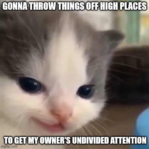 Lol | GONNA THROW THINGS OFF HIGH PLACES; TO GET MY OWNER'S UNDIVIDED ATTENTION | image tagged in not hehe | made w/ Imgflip meme maker