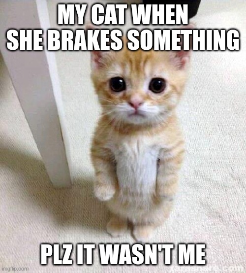 Cute Cat Meme | MY CAT WHEN SHE BRAKES SOMETHING; PLZ IT WASN'T ME | image tagged in memes,cute cat | made w/ Imgflip meme maker