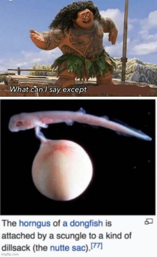 image tagged in moana maui what can i say except blank,dongfish | made w/ Imgflip meme maker