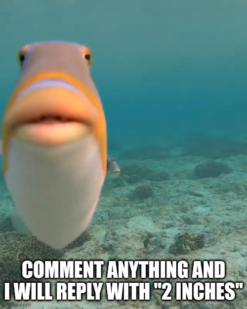 "sfw" | COMMENT ANYTHING AND I WILL REPLY WITH "2 INCHES" | image tagged in staring fish | made w/ Imgflip meme maker