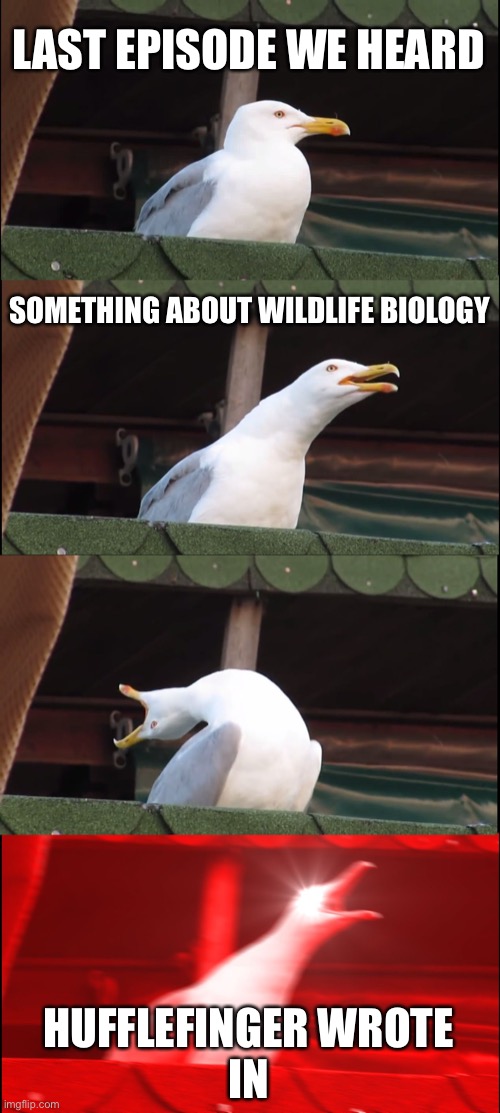 Inhaling Seagull Meme | LAST EPISODE WE HEARD; SOMETHING ABOUT WILDLIFE BIOLOGY; HUFFLEFINGER WROTE
IN | image tagged in memes,inhaling seagull,meateatertv | made w/ Imgflip meme maker