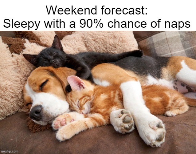 Weekend Forecast Pets | Weekend forecast:
Sleepy with a 90% chance of naps | image tagged in dogs,cats,cute,cute cat,cute dog,weekend | made w/ Imgflip meme maker