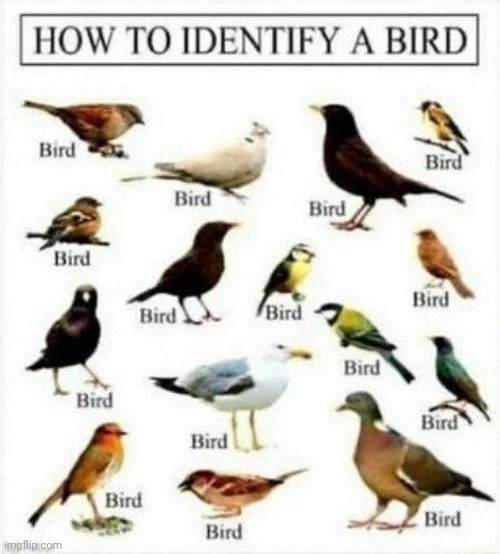 Bird id | image tagged in bird,identification | made w/ Imgflip meme maker