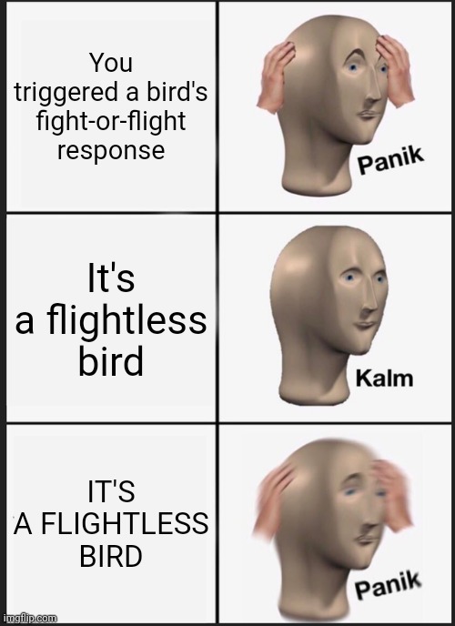 Flightless Birds | You triggered a bird's fight-or-flight response; It's a flightless bird; IT'S A FLIGHTLESS BIRD | image tagged in memes,panik kalm panik | made w/ Imgflip meme maker