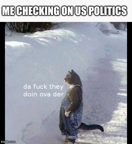 it honestly confuses me | ME CHECKING ON US POLITICS | image tagged in us politics,cat,politics,usa | made w/ Imgflip meme maker