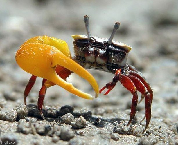 Fiddler Crab | image tagged in fiddler crab | made w/ Imgflip meme maker