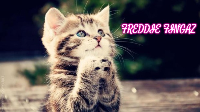 Praying cat | FREDDIE FINGAZ | image tagged in praying cat,slavic lives matter,freddie fingaz | made w/ Imgflip meme maker