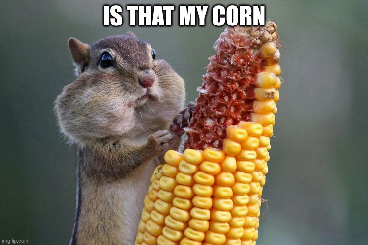 My Corn | IS THAT MY CORN | image tagged in funny | made w/ Imgflip meme maker