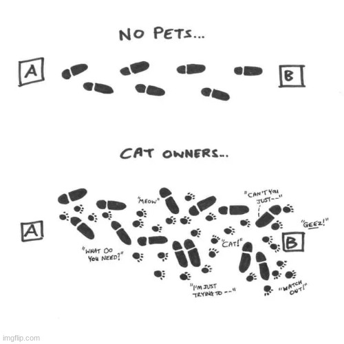 Cat owners | image tagged in memes,funny,comics/cartoons,cats,animals | made w/ Imgflip meme maker