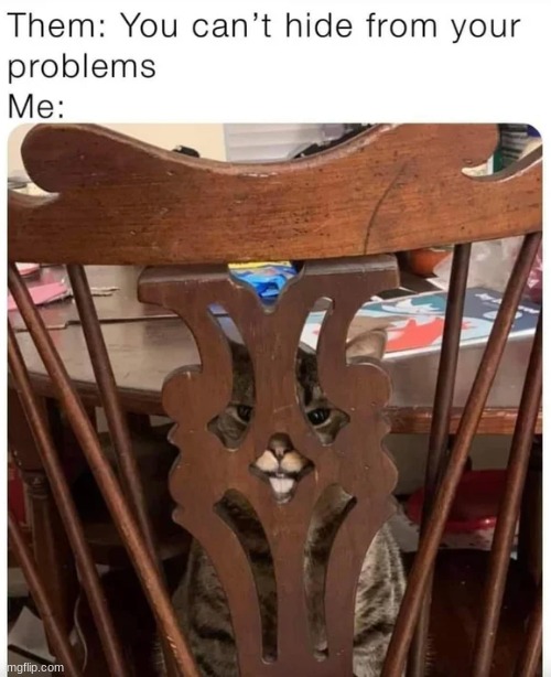 Or can i | image tagged in memes,funny,cats,funny memes,animals | made w/ Imgflip meme maker
