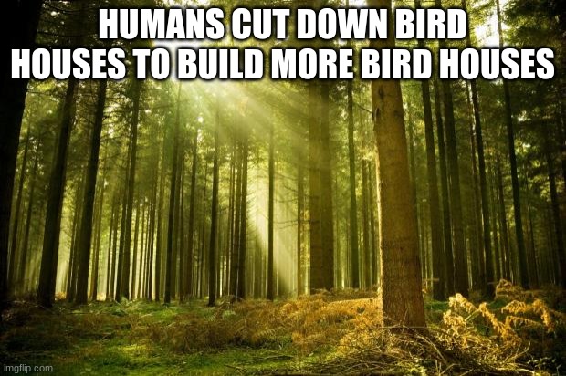 tree | HUMANS CUT DOWN BIRD HOUSES TO BUILD MORE BIRD HOUSES | image tagged in sunlit forest,tree | made w/ Imgflip meme maker
