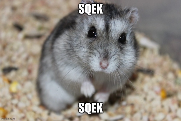 my hamster |  SQEK; SQEK | image tagged in hampter | made w/ Imgflip meme maker