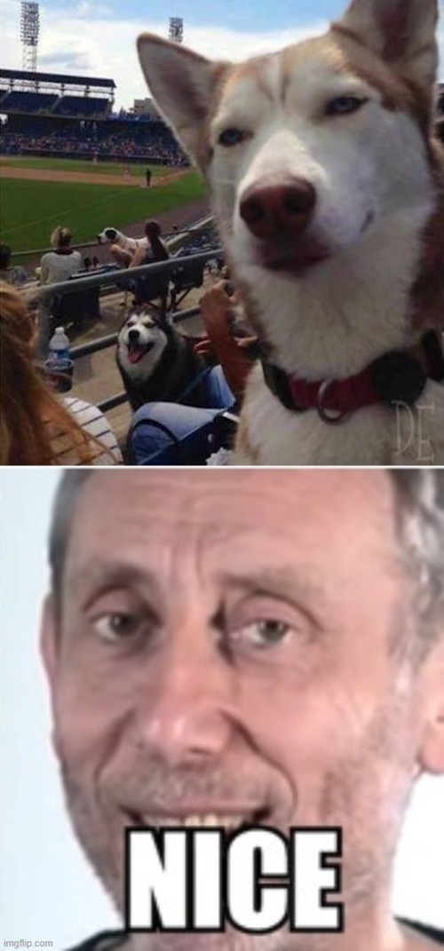 dog taking a selfie with another dog | image tagged in double nice micheal rosen | made w/ Imgflip meme maker