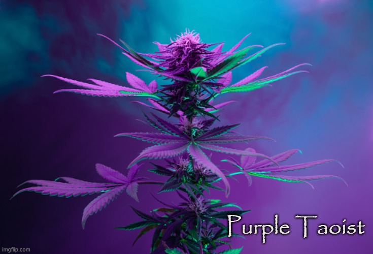 The Tao of Cannabis | Purple Taoist | image tagged in cannabis,marijuana,taoist,420,pot plant,kush | made w/ Imgflip meme maker
