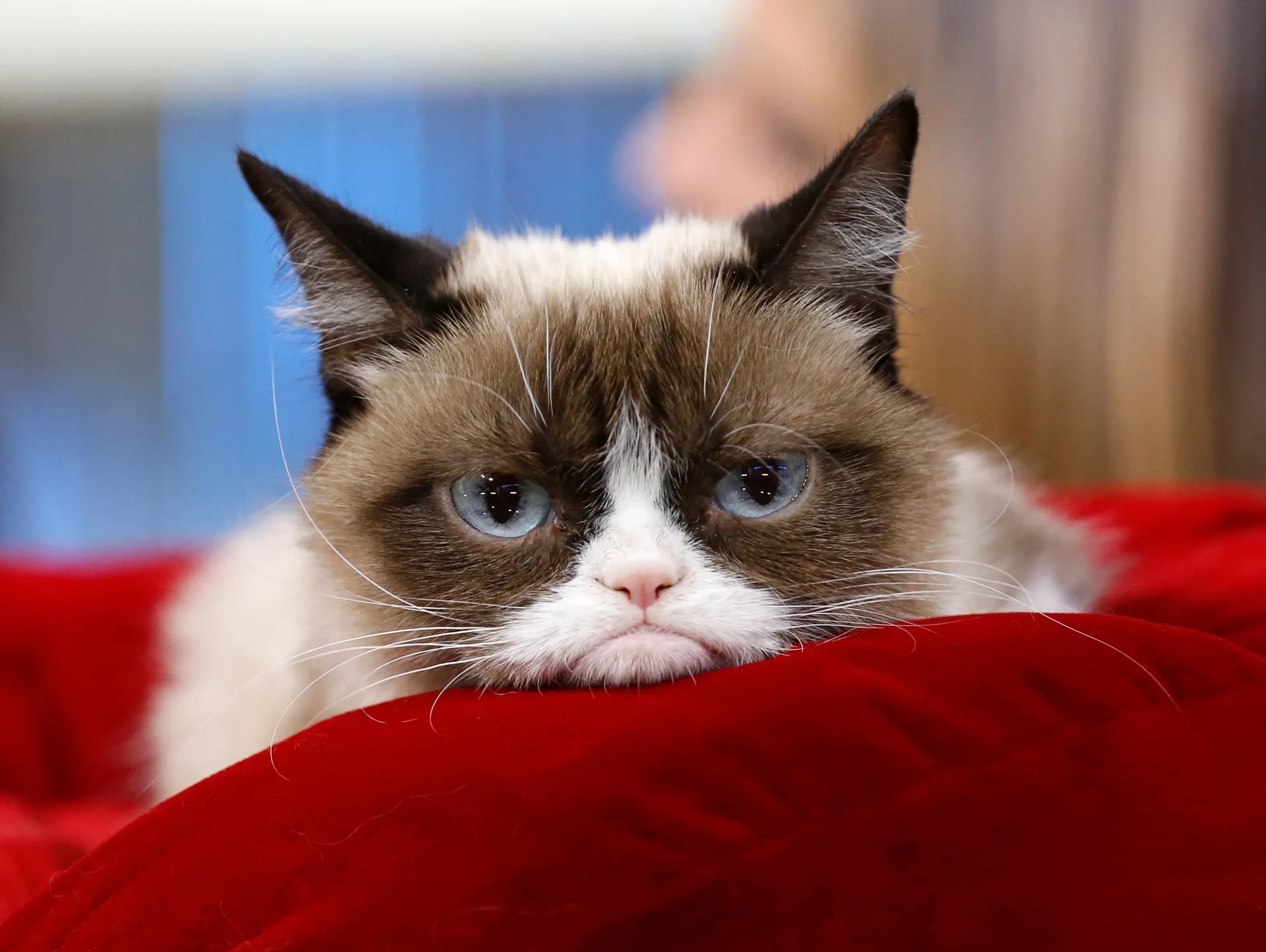 High Quality Grumpy Cat is Bored Blank Meme Template