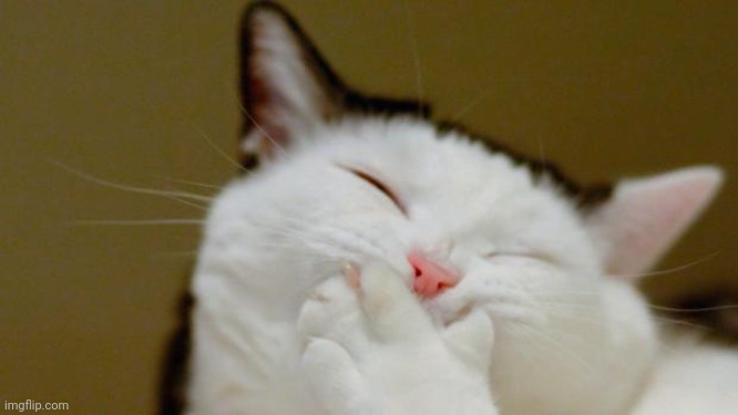 Laughing Cat | image tagged in laughing cat | made w/ Imgflip meme maker