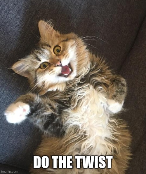 Twisty kitty cat | DO THE TWIST | image tagged in silly cat,cat | made w/ Imgflip meme maker