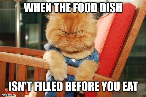 Better fill his food dish | WHEN THE FOOD DISH; ISN'T FILLED BEFORE YOU EAT | image tagged in mad cat,cat | made w/ Imgflip meme maker