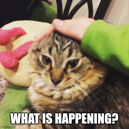 Cat is losing his ears | WHAT IS HAPPENING? | image tagged in kitty cat,cat | made w/ Imgflip meme maker