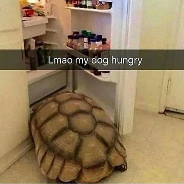 My dog hungry Blank Meme Template